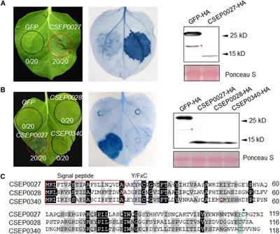 The Powdery Mildew Effector CSEP0027 Interacts With Barley Catalase to Regulate Host Immunity